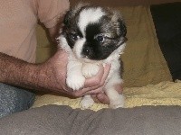 CHIOT